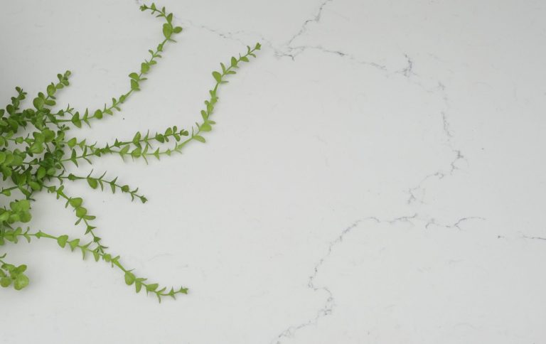 a green plant on a white surface